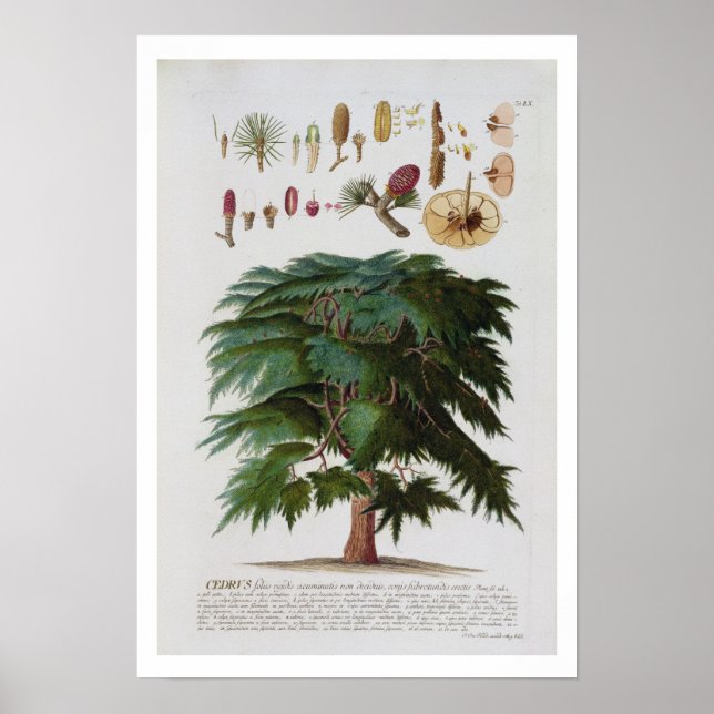 Affiche Le cèdre, gravé par Johann Jakob Haid (1704-67) (Devant)