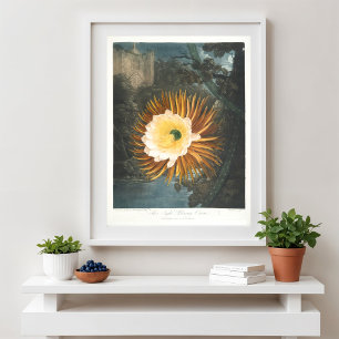 Affiche Le Cereus à floraison nocturne (1799–1807)