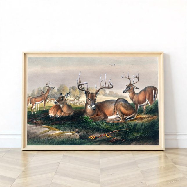 Affiche Le cerf à queue blanche (Créateur téléchargé)