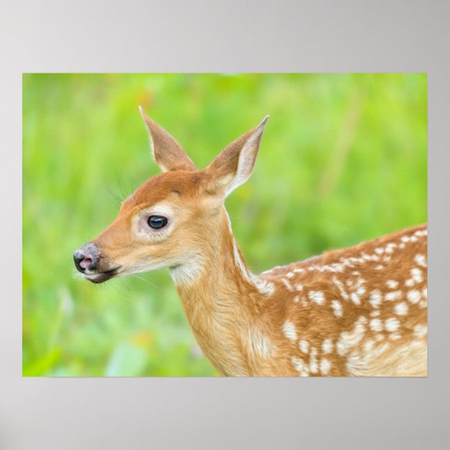 Affiche Le cerf de Virginie | Minnesota (Devant)