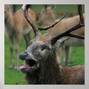 Affiche Le cerf vaillant :