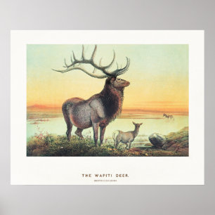 Affiche Le Cerf Wapiti