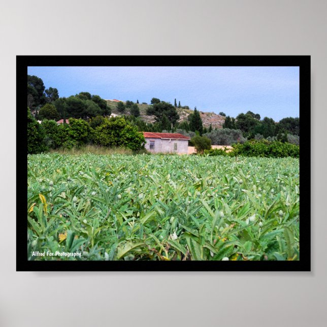 Affiche Le Champ d'Artichauts (Devant)