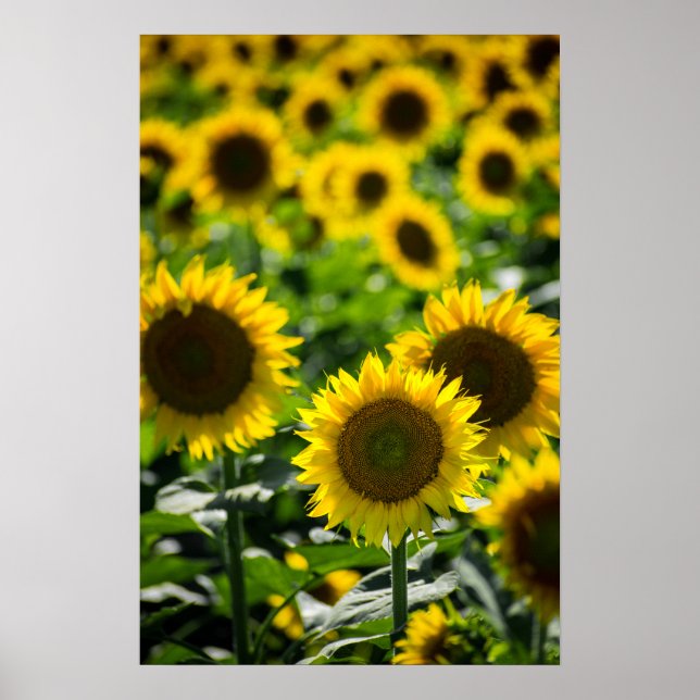 Affiche Le champ de tournesols (Devant)