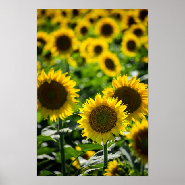 Affiche Le champ de tournesols (Devant)