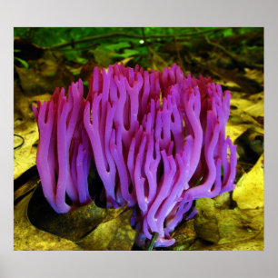 Affiche Le champignon de corail violet Clavaria Zollingeri