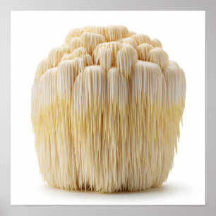 Affiche Le champignon Lion's Mane