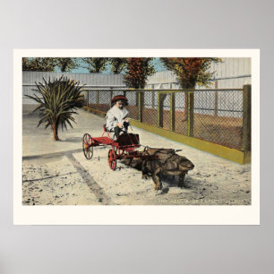 Affiche Le chariot de l'Express Alligator