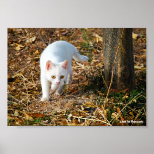 Affiche Le Chasseur Blanc