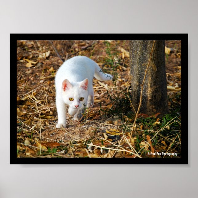 Affiche Le Chasseur Blanc (Devant)