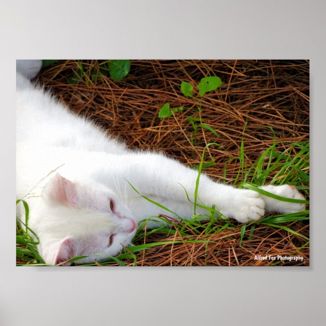 Affiche Le Chat dans les Aiguilles de Pin (Devant)