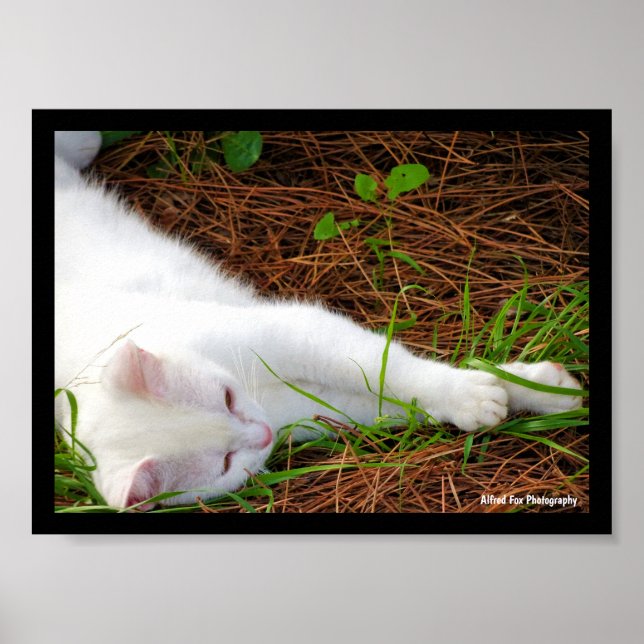 Affiche Le Chat dans les Aiguilles de Pin (Devant)