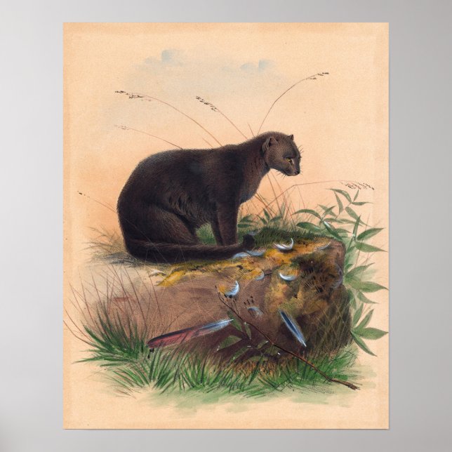 Affiche Le chat de Yaguarundi par Joseph Wolf (Devant)