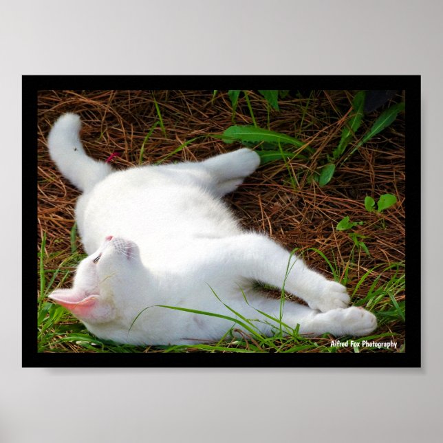Affiche Le Chat et la mouche (Devant)