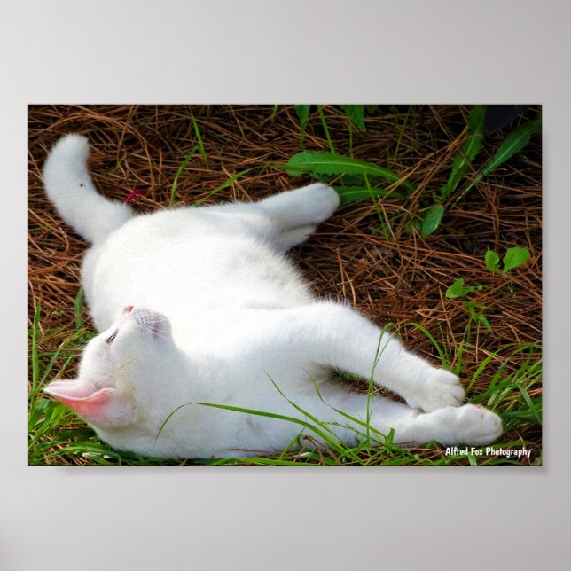 Affiche Le Chat et la mouche (Devant)
