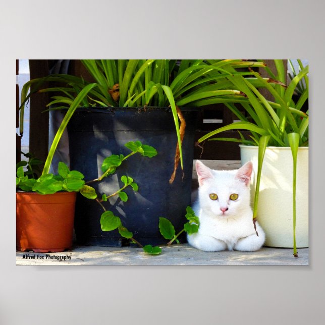 Affiche Le Chat Parmi les Plantes (Devant)
