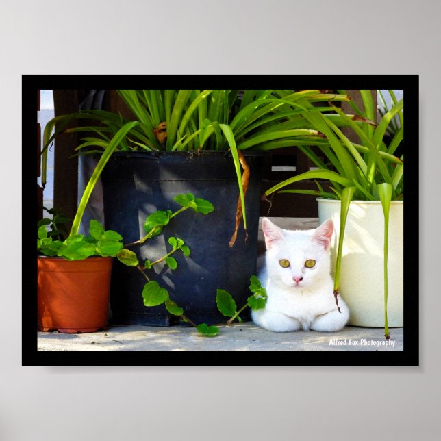 Affiche Le Chat Parmi les Plantes (Devant)