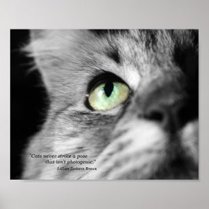 Affiche Le chat photogénique