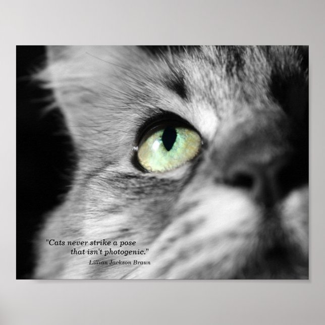 Affiche Le chat photogénique (Devant)