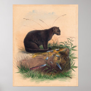 Affiche Le chat Yaguarundi par Joseph Wolf