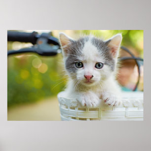 Affiche Le chaton monte un vélo