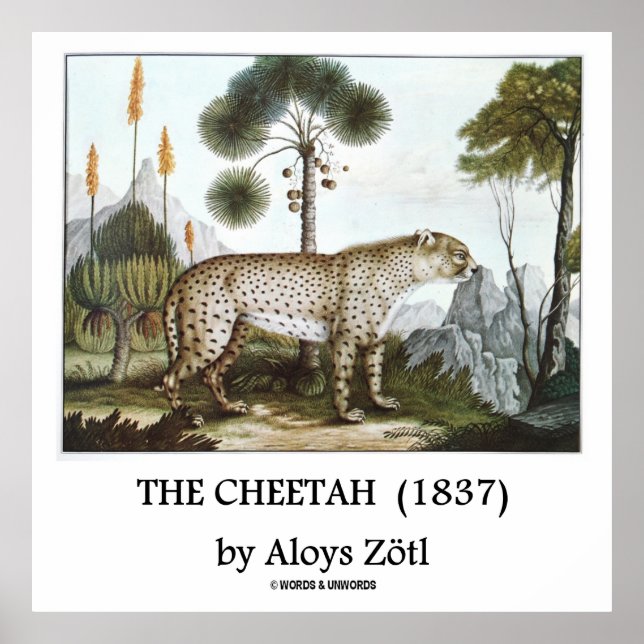 Affiche Le Cheetah (1837) par Aloys Zötl (Devant)