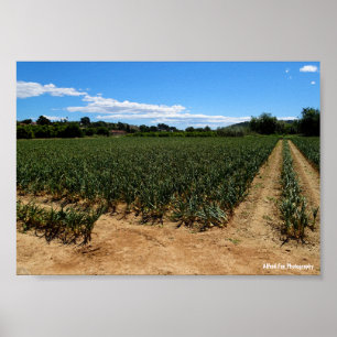 Affiche Le chemin à travers le champ d'oignons