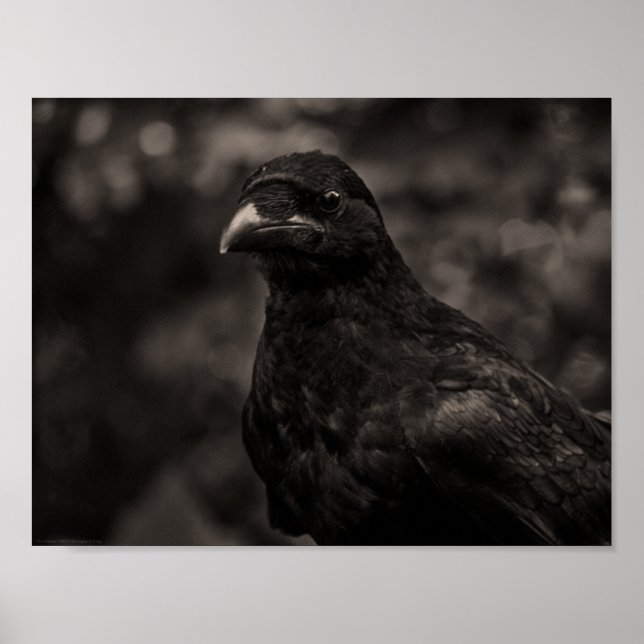 Affiche Le chercheur (Devant)