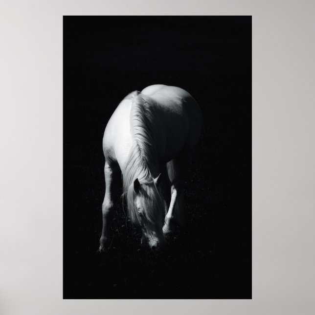 Affiche Le cheval blanc (Devant)