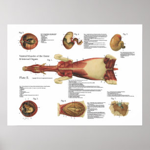 Affiche Le cheval Muscles le diagramme d'affiche