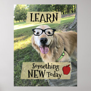 Affiche Le chien de golden retriever apprennent quelque