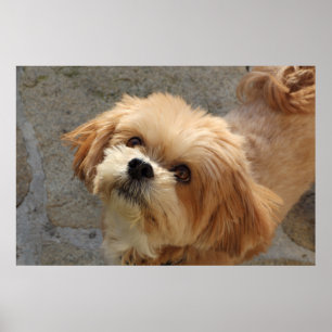 Affiche Le chien de Lhassa Apso dans le jardin