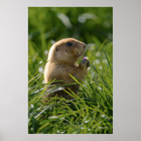 Le chien des Prairies et la floraison pourpre