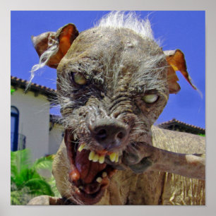 Affiche Le chien le plus laid du monde
