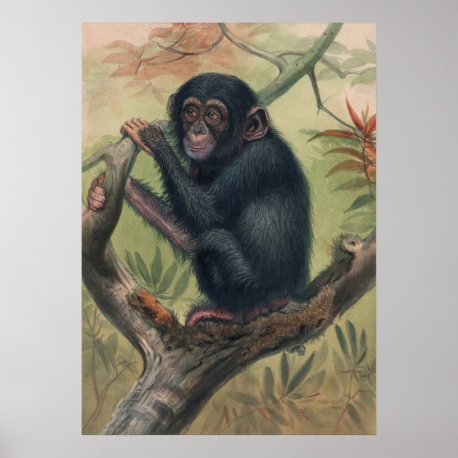 Affiche Le chimpanzé de Joseph Wolf (Devant)