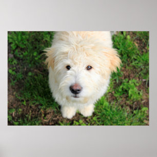 Affiche Le Chiot De Goldendoodle En Regardant La Caméra
