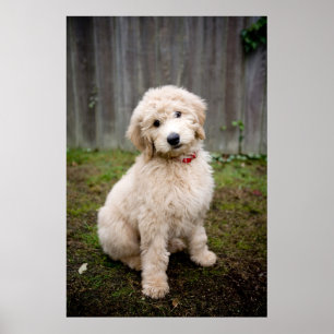 Affiche Le Chiot De Goldendoodle S'Assis Dans L'Herbe