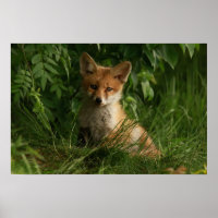 Le chou renard dans une forêt verte