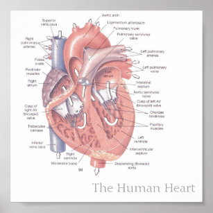 Affiche Le coeur humain