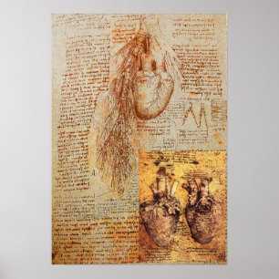 Affiche Le Coeur, Les Artères Bronchiques Et Ses Bateaux D