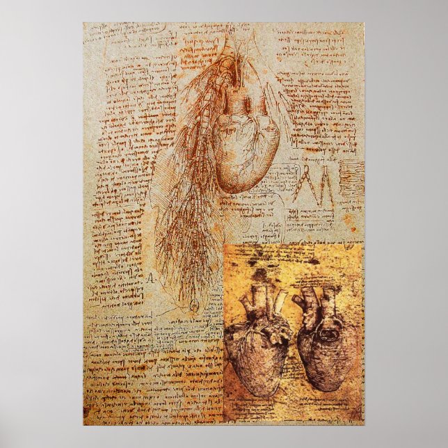 Affiche Le Coeur, Les Artères Bronchiques Et Ses Bateaux D (Devant)