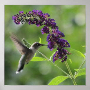 Affiche Le colibri en vol avec le papillon pourpre Bush