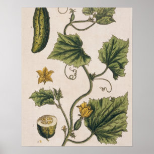 Affiche Le concombre de jardin, plaquent 4 "d'un de fines