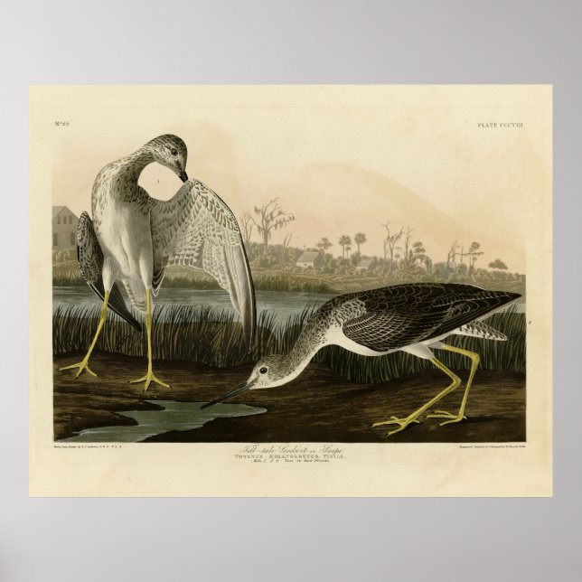 Affiche Le Conte Godwit, Snipe - Audubon Birds of America (Devant)