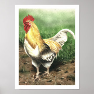 Affiche Le coq
