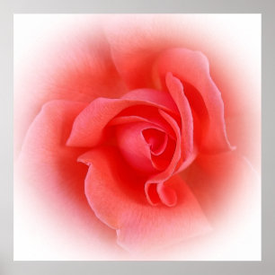 Affiche le corail rose s'est levé