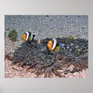 Affiche Le corégone de Clarke