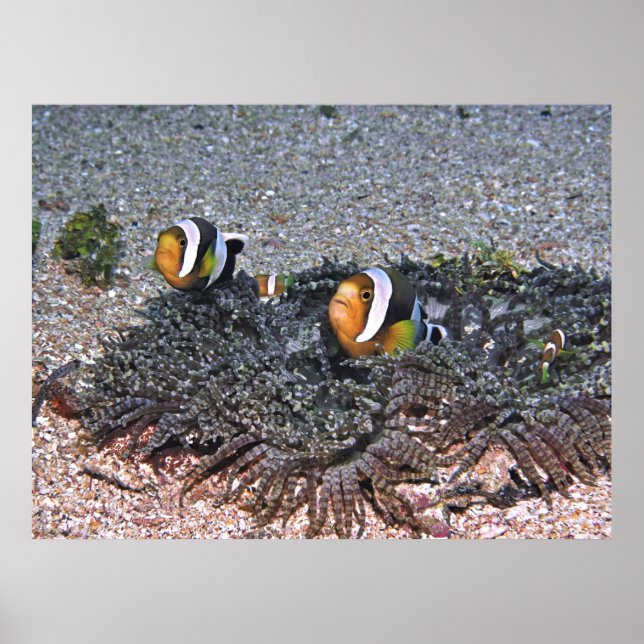 Affiche Le corégone de Clarke (Devant)