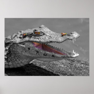 Affiche Le crocodile souriant et les mouches