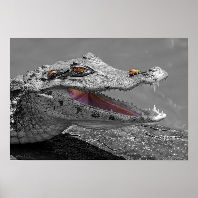 Affiche Le crocodile souriant et les mouches (Devant)